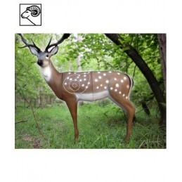 SRT FALLOW DEER