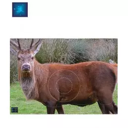 ACTILIA BLASON CERF