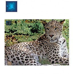 ACTILIA BLASON LEOPARD DE...