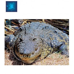 ACTILIA BLASON CROCODILE DE...