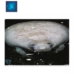 ACTILIA BLASON LAMENTIN