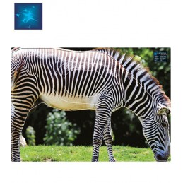 ACTILIA BLASON ZEBRE DE GREVY