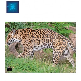 ACTILIA BLASON JAGUAR 2