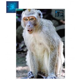 ACTILIA BLASON MACAQUE RHESUS