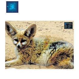 ACTILIA BLASON FENNEC