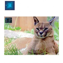 ACTILIA BLASON CARACAL