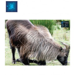 ACTILIA BLASON TAHR