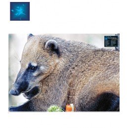 ACTILIA BLASON COATI BRUN