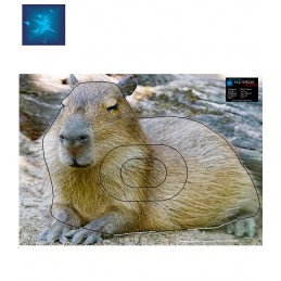 ACTILIA BLASON CAPYBARA 2