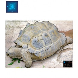 ACTILIA BLASON TORTUE ETOILEE