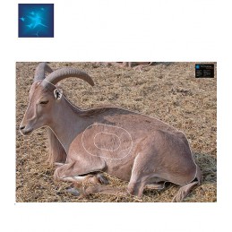 ACTILIA BLASON MOUFLON 2