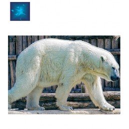 ACTILIA BLASON OURS BLANC 2