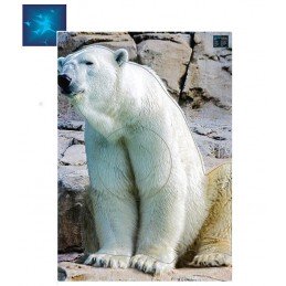 ACTILIA BLASON OURS BLANC 3