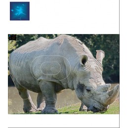 ACTILIA BLASON RHINOCEROS...