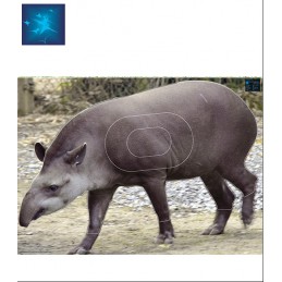 ACTILIA BLASON TAPIR 1