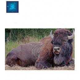 ACTILIA BLASON BISON 4