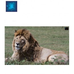 ACTILIA BLASON LION 4