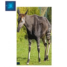 ACTILIA BLASON OKAPI 2