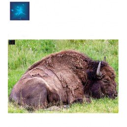 ACTILIA BLASON BISON5