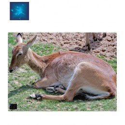 ACTILIA BLASON COBE DE LECHWE