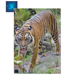 ACTILIA BLASON TIGRE DE...