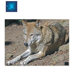 ACTILIA BLASON LOUP 2