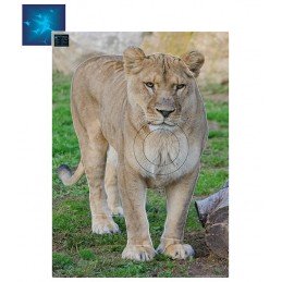 ACTILIA BLASON LIONNE 5