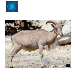 ACTILIA BLASON MOUFLON 3