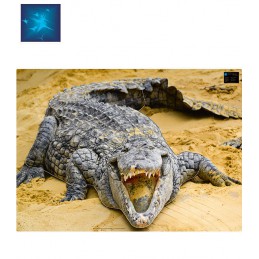 ACTILIA BLASON CROCODILE