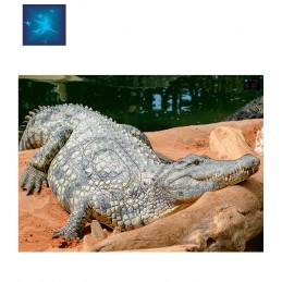 ACTILIA BLASON CROCODILE 2