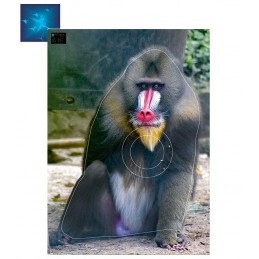 ACTILIA BLASON MANDRILL