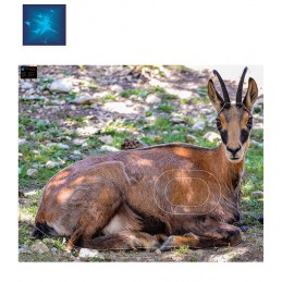 ACTILIA BLASON CHAMOIS 3