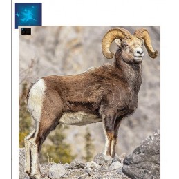 ACTILIA BLASON MOUFLON DU...