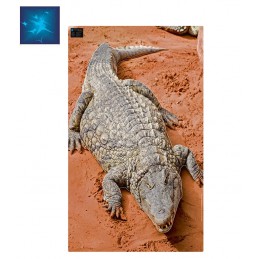 ACTILIA BLASON CROCODILE 3