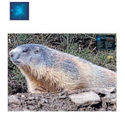 ACTILIA BLASON MARMOTTE