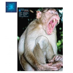 ACTILIA BLASON MACAQUE...