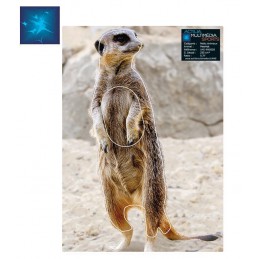 ACTILIA BLASON MEERKAT