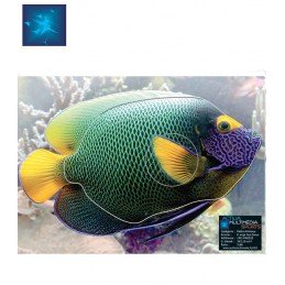 ACTILIA BLASON POISSON ANGE...