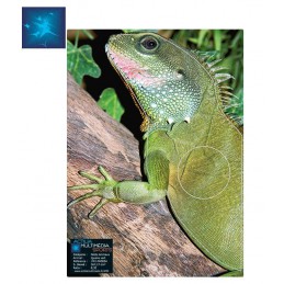 ACTILIA BLASON IGUANE VERT