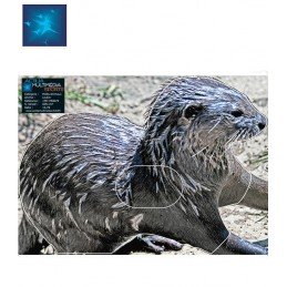 ACTILIA BLASON LOUTRE 2