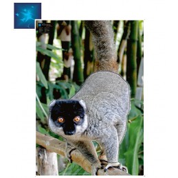 ACTILIA BLASON EULEMUR