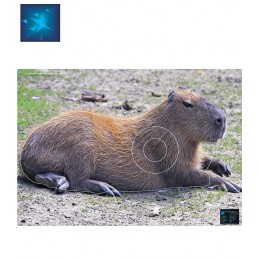 ACTILIA BLASON CAPYBARA 3